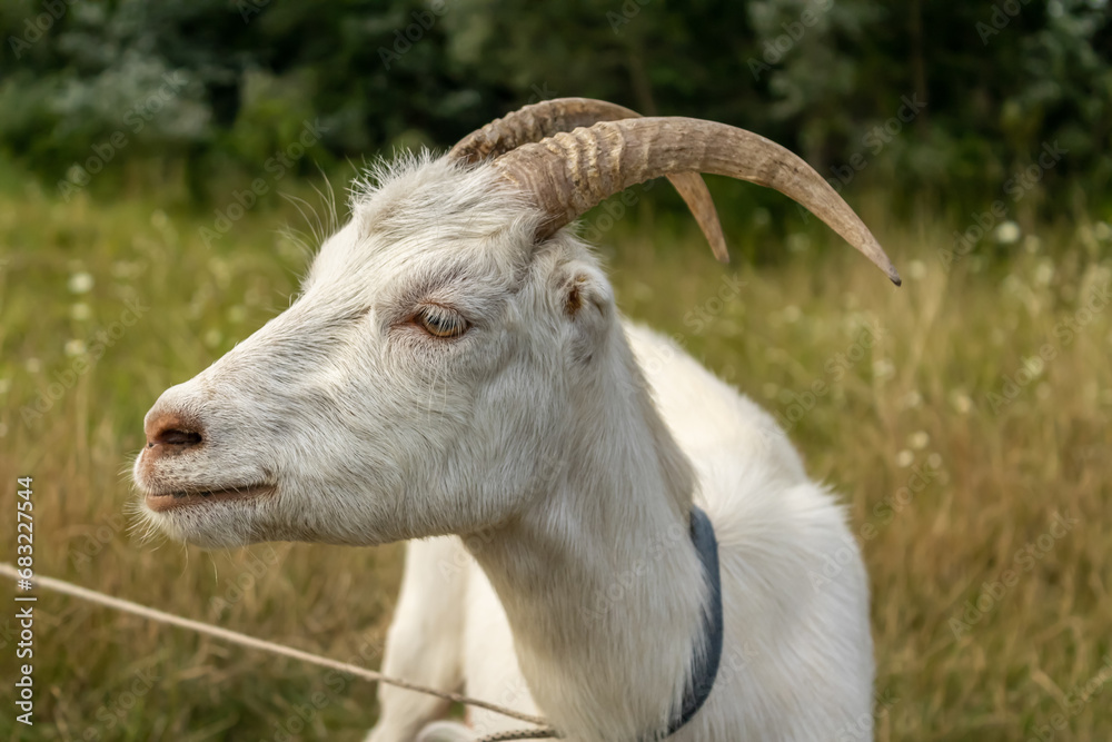 Tied white goat in the middle of a grass field looking to the left