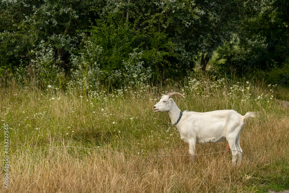 A full-length white goat is surrounded by a field of grass, looking to the left A full-length white goat is surrounded by a field of grass, looking to the left