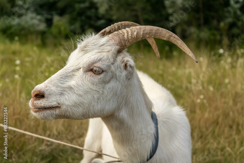 Tied white goat in the middle of a grass field looking to the left
