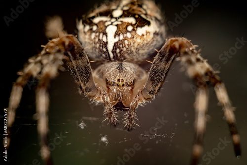 An adult female Araneus spider on her web is looking straight at you