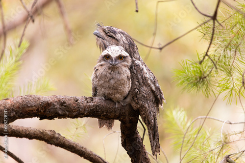 Tawny frogmouth birds