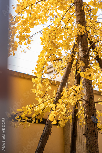 Yellow Ginkgo biloba in clear weather in late autumn