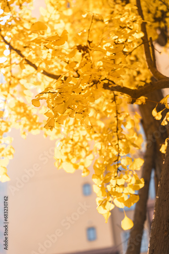 Yellow Ginkgo biloba in clear weather in late autumn