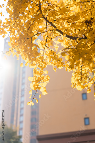 Yellow Ginkgo biloba in clear weather in late autumn