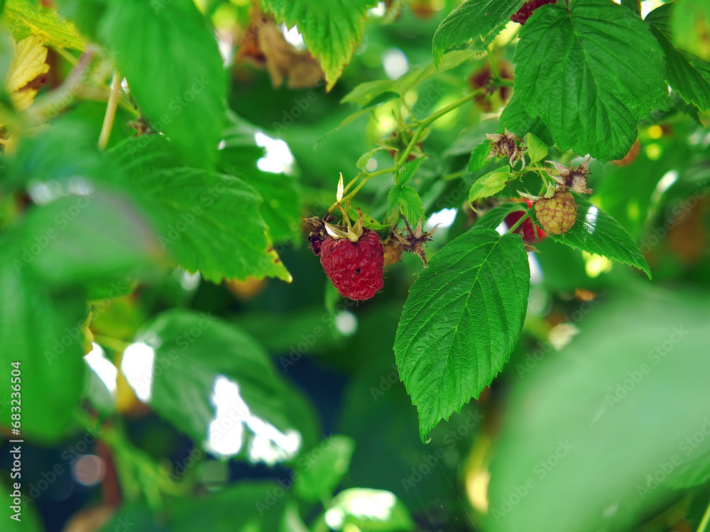 Raspberries on bushes in the garden Raspberries on bushes in the garden