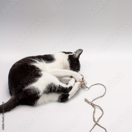 Domowy kot w trakcie zabawy cienkim sznurkiem 