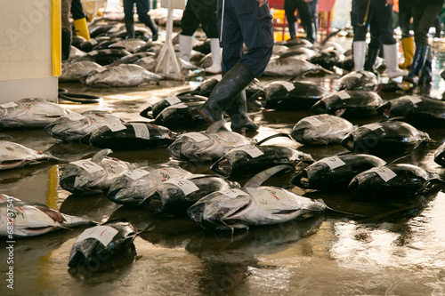 Yellow tale tuna and other catch at fish auction early in the morning at Katsuura Fish Port, Wakayama, Japan. photo