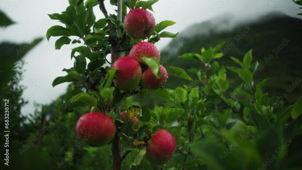 Close up shot of apples on the tree in mountain orchard Close up shot of apples on the tree in mountain orchard