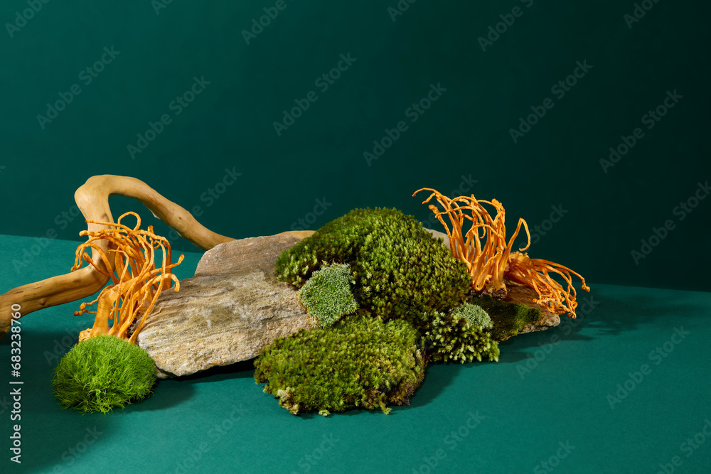 Close-up of cordyceps and green moss clinging to rocks with tree roots on a dark green background. Traditional medicine theme. Blank space for medicine advertising. - obrazy, fototapety, plakaty 