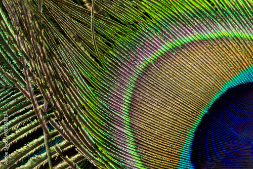 Peacock, feather, background.
