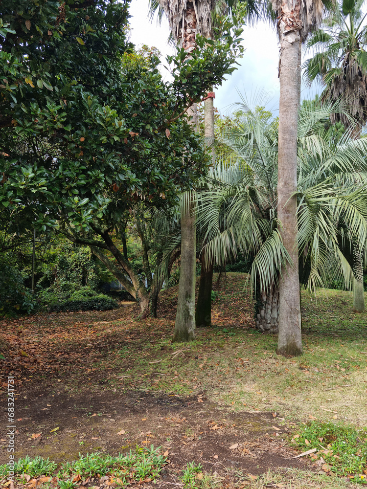 Fototapeta premium Jeju Island forest with palm trees.