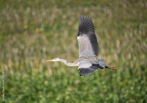 Graureiher (Ardea cinerea)