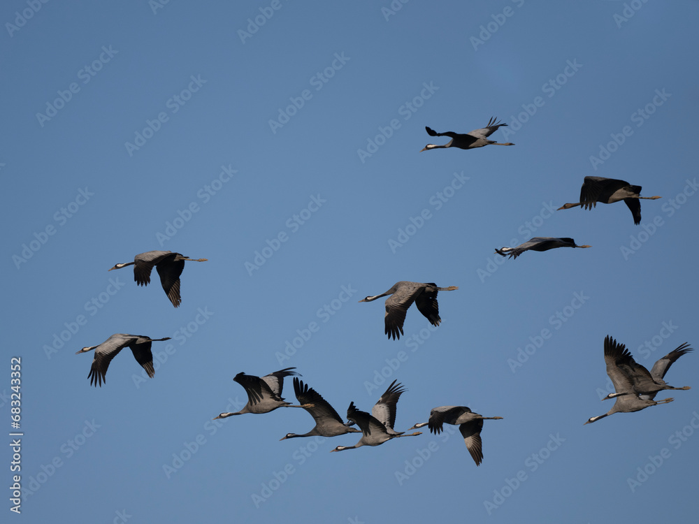 Fototapeta premium Kranich (Grus grus)