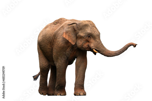 Male Asian elephant isolated on white background