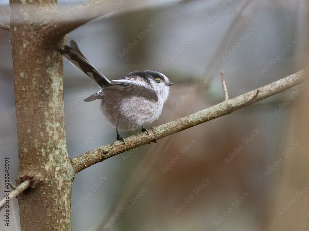 Obraz premium Schwanzmeise (Aegithalos caudatus)