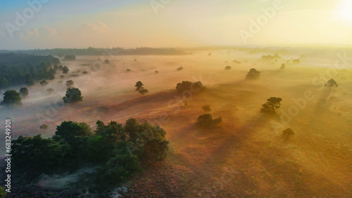 Wallpaper Mural Zuiderheide National Park Veluwe, purple pink heather in bloom, blooming heater on the Veluwe by Laren Hilversum Netherlands, blooming heather fields with mist and fog at sunrise Torontodigital.ca