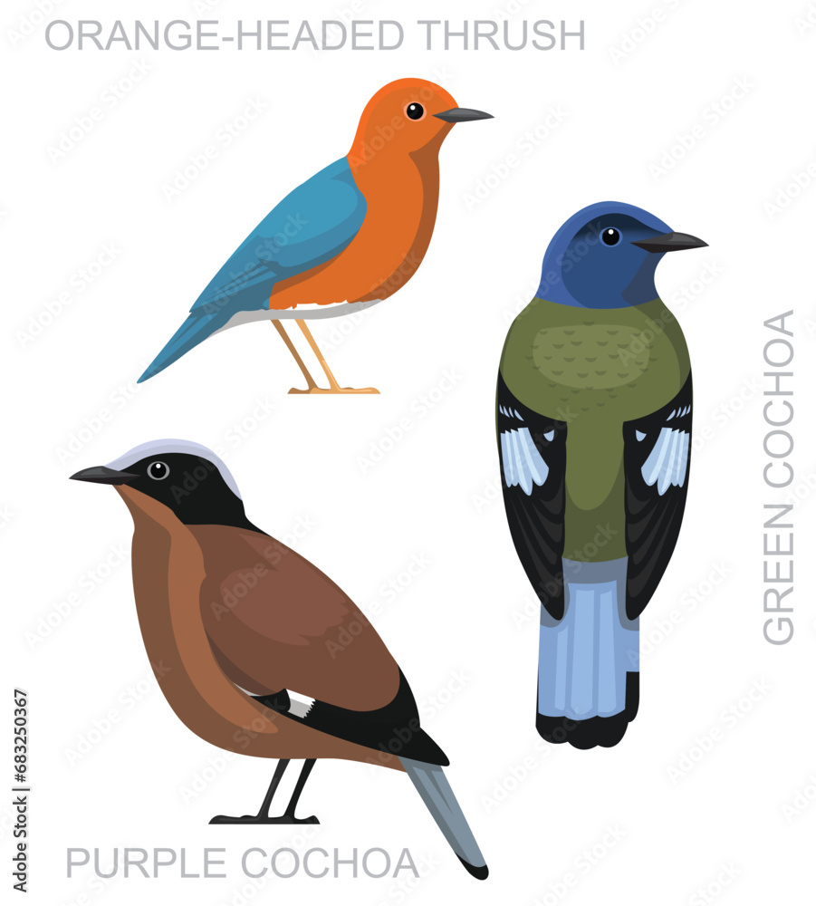 Obraz premium Cute Bird Cochoa Thrush Set Cartoon Vector