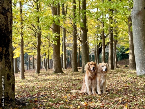 Wallpaper Mural 根岸森林公園／ゴールデンレトニエル Torontodigital.ca