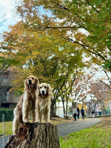 Wallpaper Mural 根岸森林公園／ゴールデンレトニエル Torontodigital.ca