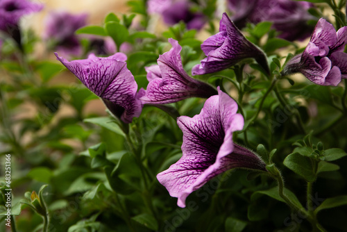 Beautiful flower pots are blooming outside, close-up view