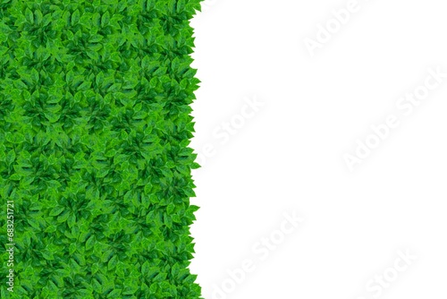 Illustration, green leaves on the side and free space