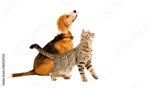 Curious beagle dog and cat scottish straight looking up, side view, isolated on white background photo