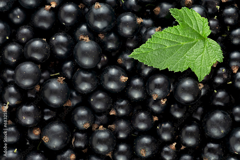 Fresh black currant berries and green leaf, top view. Black currant texture.
