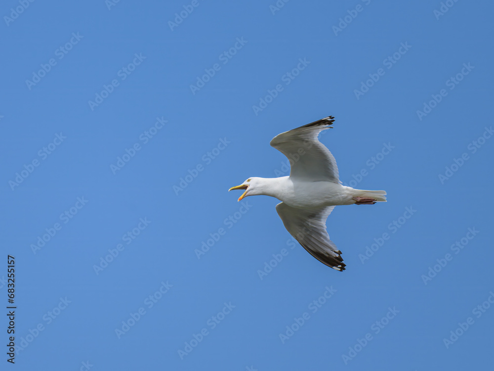 A flying European Herring gull on a sunny day A flying European Herring gull on a sunny day