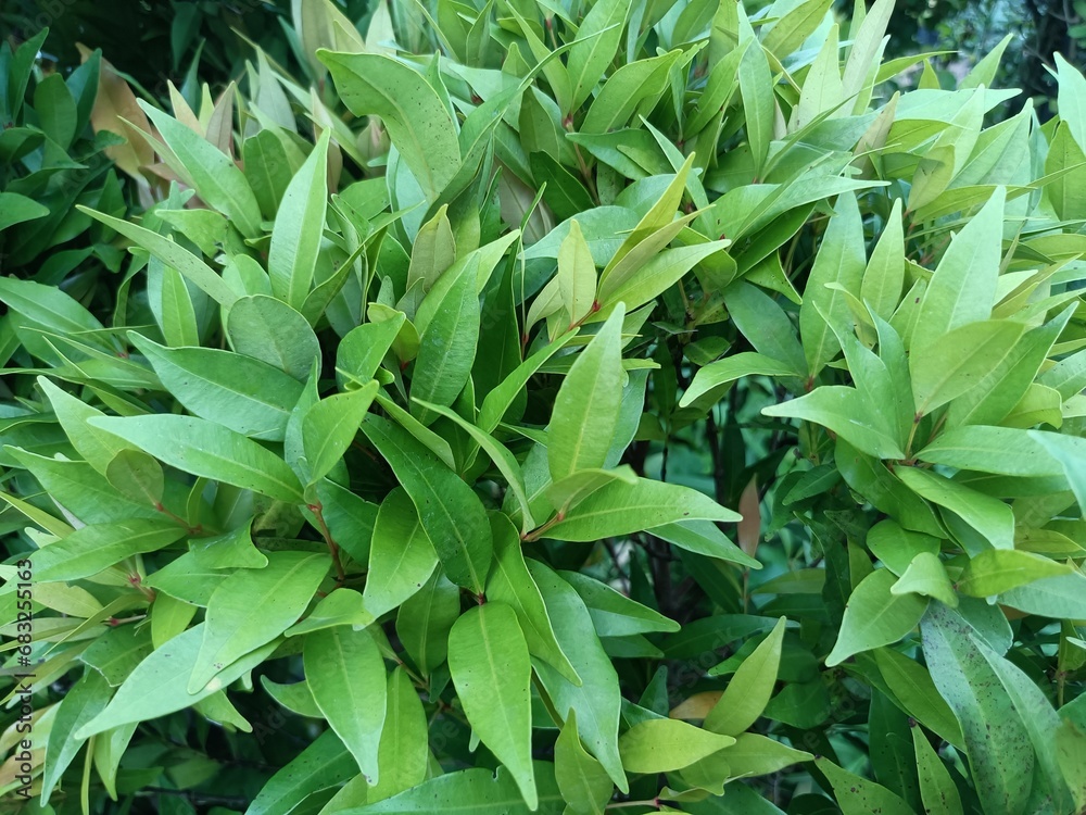 Obraz premium Acmena was formerly the name of a genus of shrubs and trees in the myrtle family Myrtaceae. 