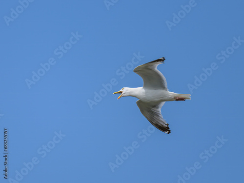 A flying European Herring gull on a sunny day