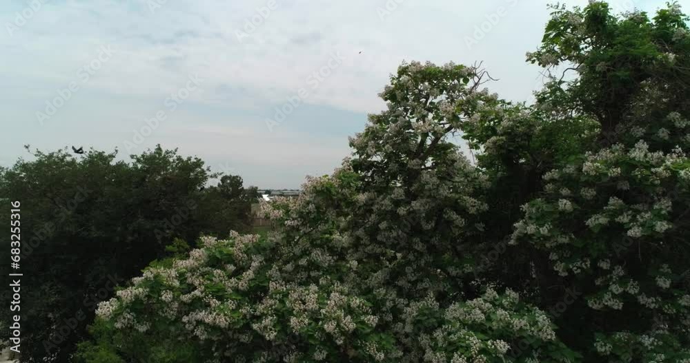 A drone flies around a cherry blossom in the courtyard of Sitorai Mohi-Hosa Palace A drone flies around a cherry blossom in the courtyard of Sitorai Mohi-Hosa Palace