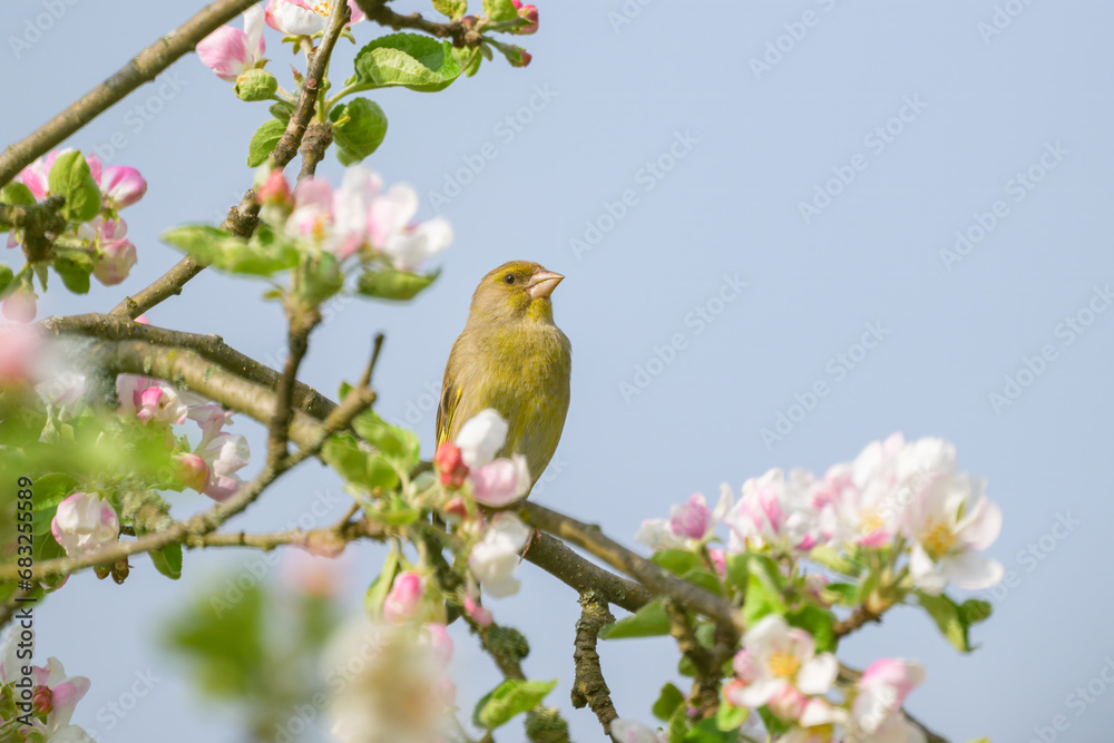 A European Greenfinch sitting on a tree A European Greenfinch sitting on a tree