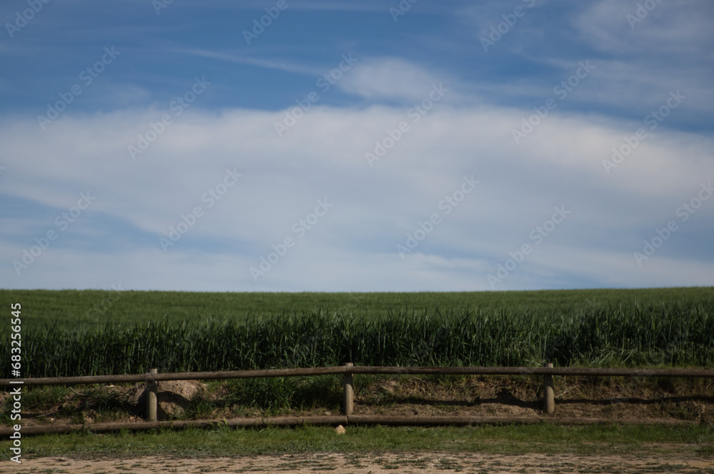 Horizontal photo of green wheat field and blue sky with white clouds. In front a wooden fence. Background and textures. Screen saver.