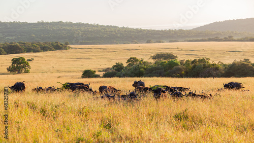 Wildlife Buffalo Animal Herd Grassland Plateau Wilderness Safari Landscape