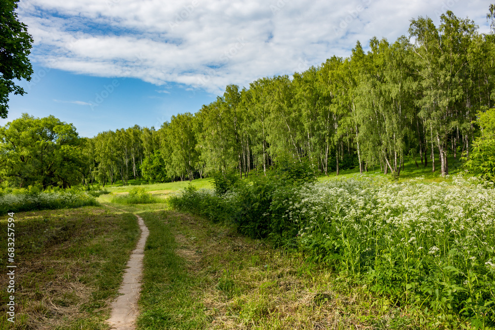 Picturesque green landscape with a birch grove on the slope