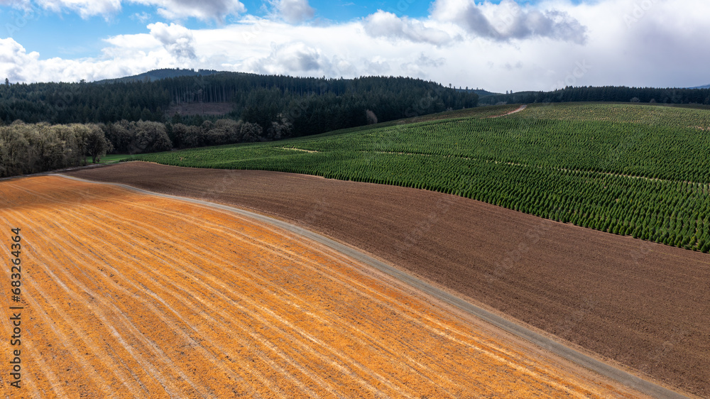 Golden field, bare dirt, christmas tree farm south of Corvallis, Oregon, Willamette Valley, Pacific Northwest, United States