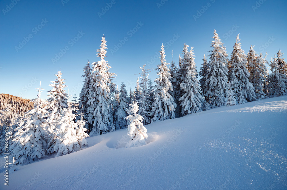 Majestic winter trees glowing by sunlight. Location place Carpathian national park, Ukraine, Europe.