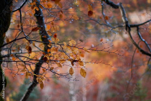 The red, ocher, yellow and green colors of autumn in the beech forests of the Pyrenees of the Ordesa Valley, in the Ordesa and Monte Perdido National Park. Huesca. Aragon. Spain © JaviJfotografo