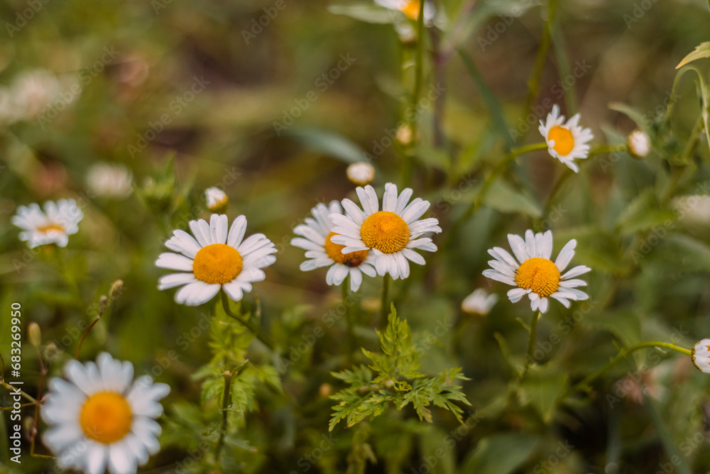 Chamomile flowers on a green field. Flowering in the meadow.