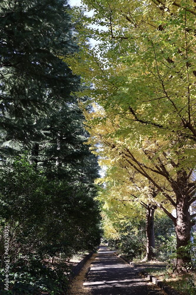 Fototapeta premium 秋の並木道に広がる黄色いイチョウの葉と落ち葉の風景