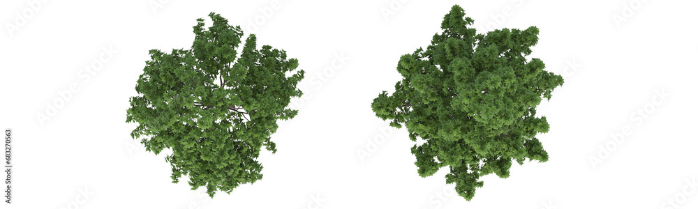 Fototapeta premium These images are used to decorate the house, replace or create a forest, hope you like them