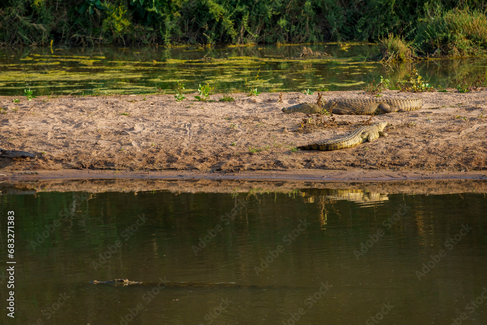 Nile crocodile (Crocodylus niloticus)  in the Limpopo River near Mashatu Game Reserve. Botswana.
