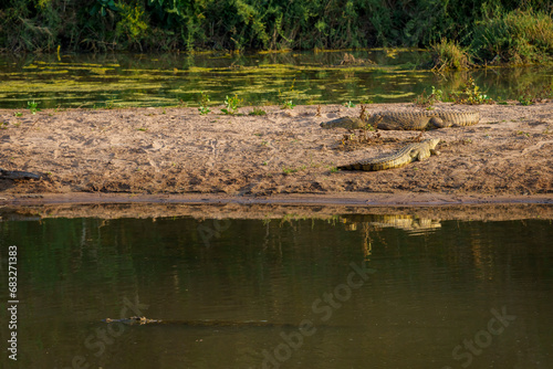 Nile crocodile (Crocodylus niloticus) in the Limpopo River near Mashatu Game Reserve. Botswana.