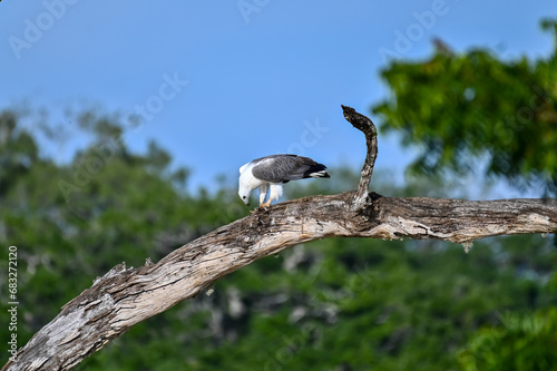 Beautiful bird of the world