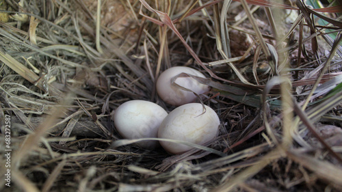 Three partridge eggs. Gallus gallus