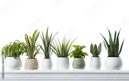 Indoor Green Haven Mini Pots Display Isolated on Transparent Background PNG.