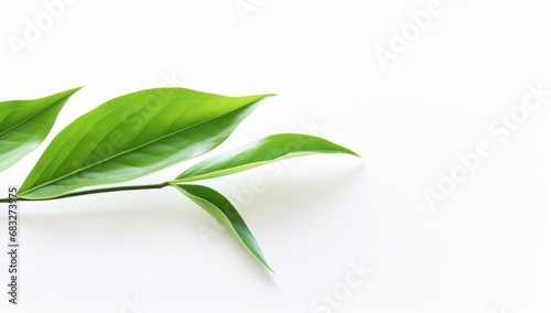 green leaves isolated on white background