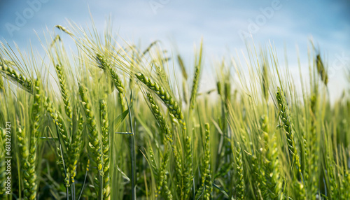 Green wheat spikelets in field on sunny day. For product display. High quality photo