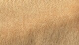 Textura de piel de camello