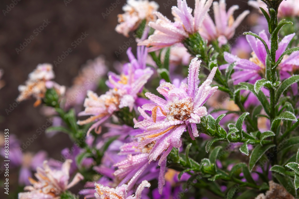 Purple aster flowers are covered with ice crystals. Autumn frosts in the backyard garden Purple aster flowers are covered with ice crystals. Autumn frosts in the backyard garden